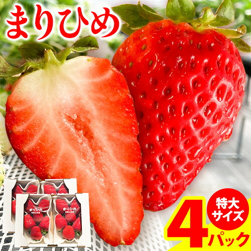 【ふるさと納税】希少！まりひめ　特大サイズ　約300g～350g×4パック きよ農園《2027年2月中旬-3月末頃出荷》 いちご 苺 まりひめ フルーツ 果物 スイーツ 送料無料