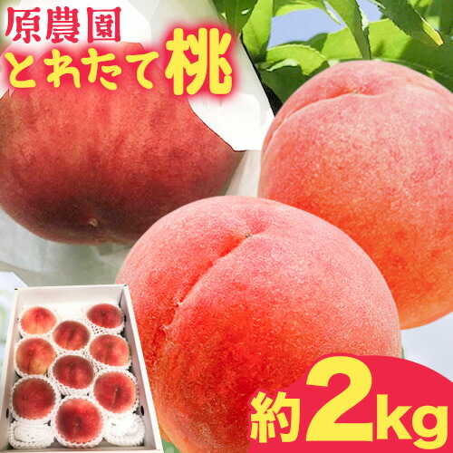 【ふるさと納税】とれたて桃 旬の桃をお届け 約2kg 原農園《2025年6月中旬-8月下旬頃出荷》 和歌山県 紀の川市 果物 フルーツ 桃 もも モモ 日川白鳳 夏雄美 白鳳 なつっこ 滝の沢ゴールド つきあかり まどか 曙紅 川中島白桃 旬