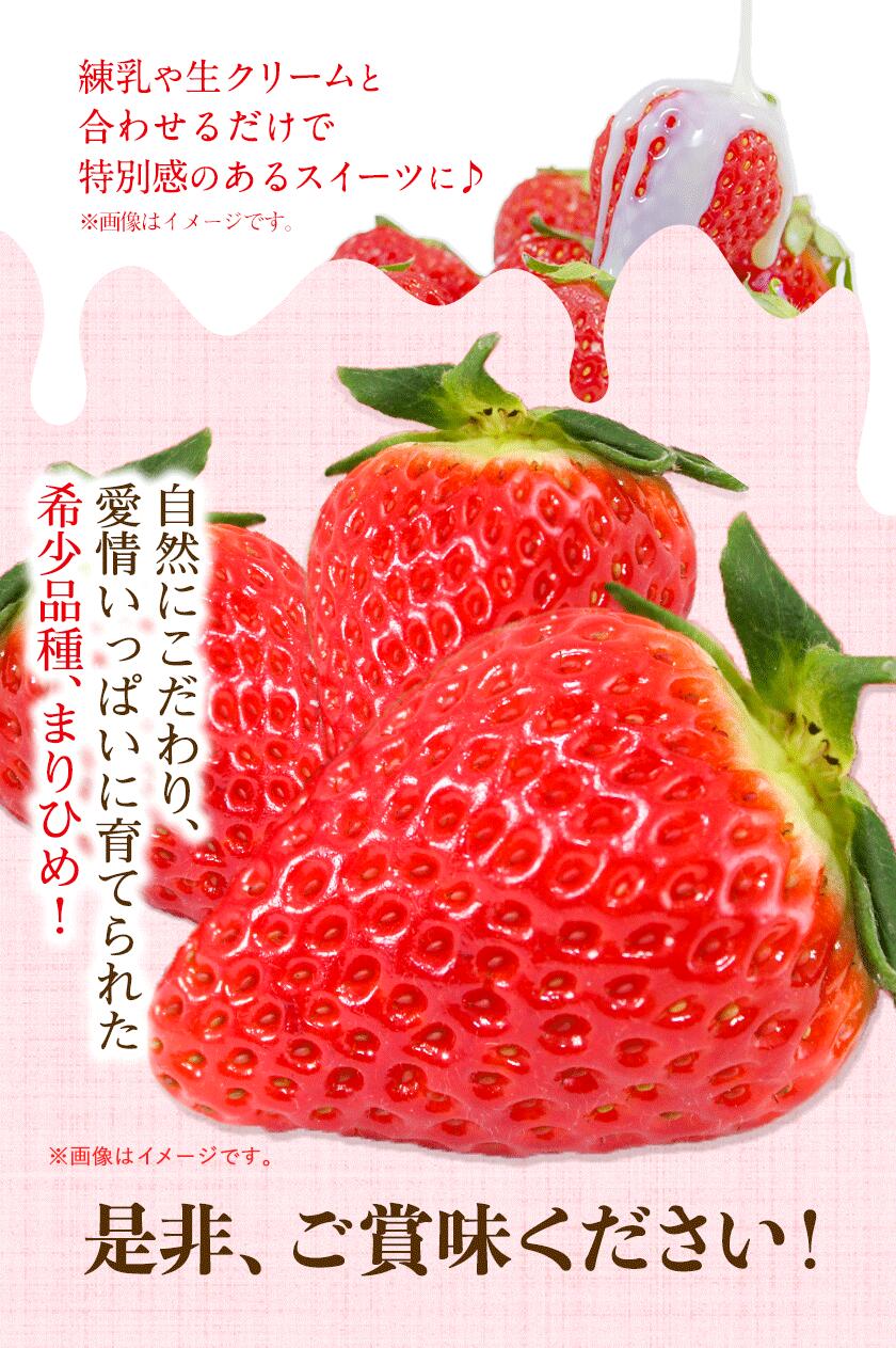 市場 ふるさと納税 株式会社ふるーつふぁーむわかやま まりひめ苺 和歌山県産 6粒-15粒 イチゴ いちご 高級