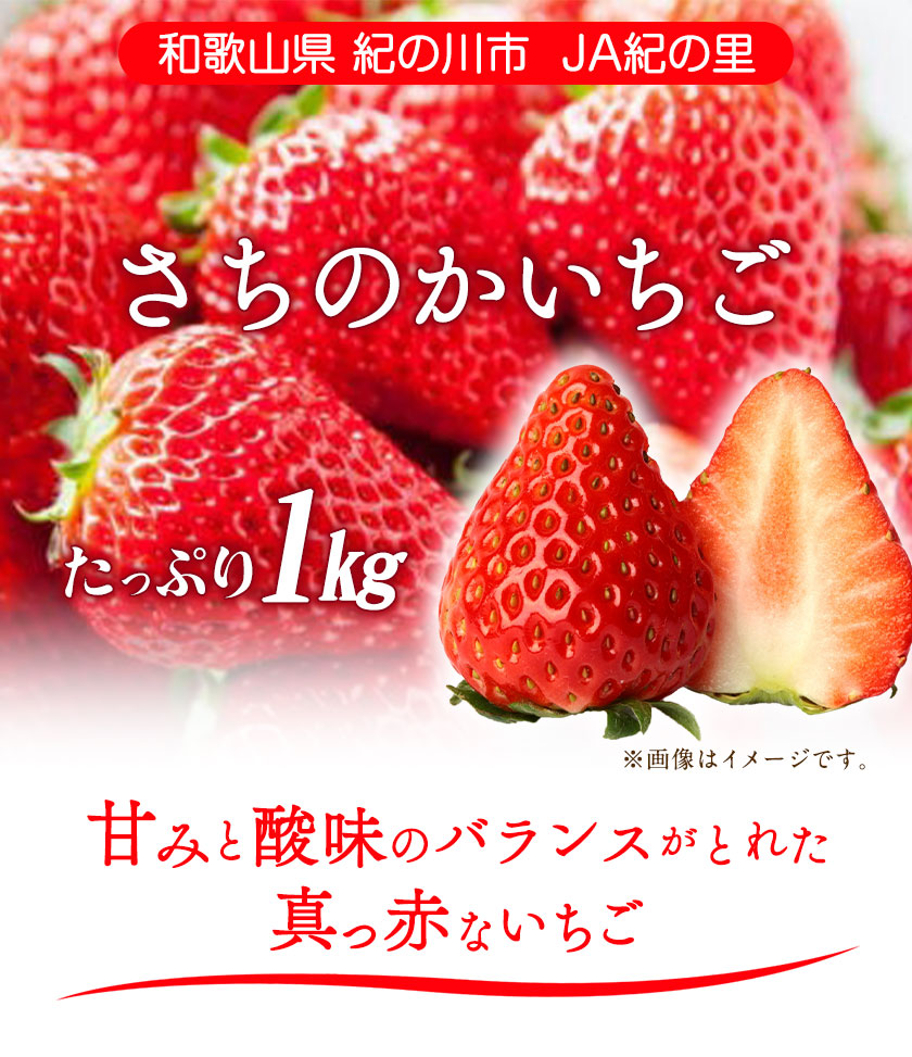 市場 ふるさと納税 約1kg JA紀の里農業協同組合 《2月上旬-3月末頃より順次出荷》 さちのかいちご