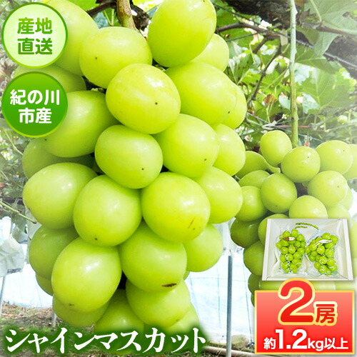 【ふるさと納税】大粒シャインマスカット約1.2kg(600g前後×2)ｍ＆ｎ果実園《8月下旬-10月上旬頃より出荷予定》和歌山県 紀の川市