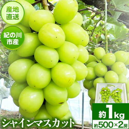 【ふるさと納税】シャインマスカット約1kg(約500g&times;2房) ｍ＆ｎ果実園【先行予約】《8月下旬-10月上旬頃出荷》和歌山県 紀の川市 ぶどう マスカット 旬 フルーツ｜和歌山県紀の川市