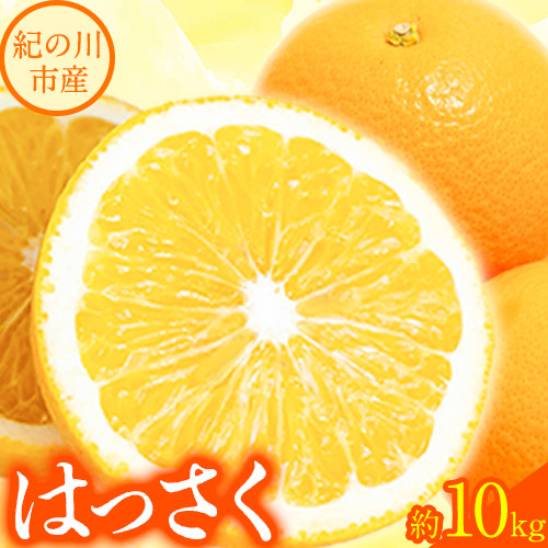 【先行予約】【ふるさと納税】八朔 約10kg ｍ＆ｎ果実園《2026年1月下旬-3月中旬頃出荷》和歌山県 紀の川市 果物 フルーツ はっさく 柑橘類 送料無料