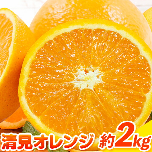 【ふるさと納税】【2027年先行予約】清見オレンジ 2kg ときわオンライン《2027年1月中旬-4月上旬頃出荷》 和歌山県 紀の川市 フルーツ 果物 清見 オレンジ 柑橘 送料無料｜和歌山県紀の川市