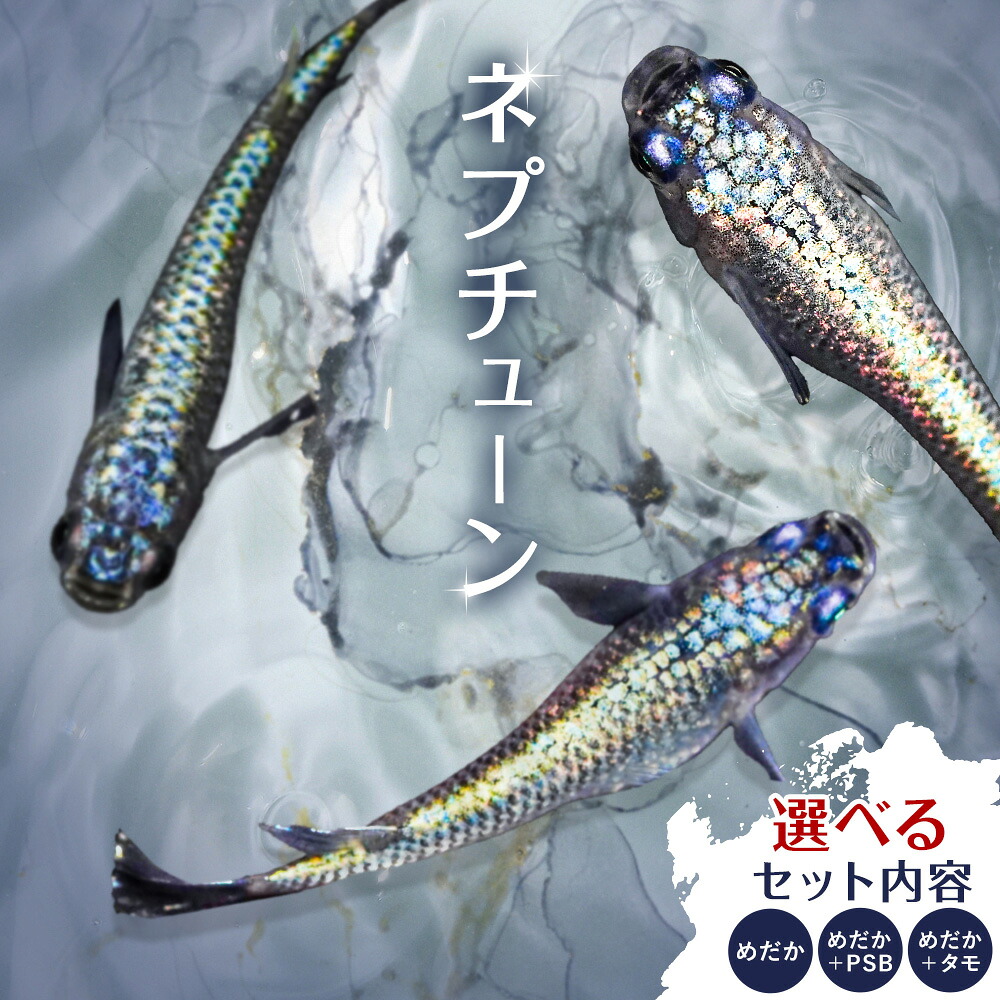 【ふるさと納税】メダカ ネプチューン 選べる セット内容 1ペア ( 2匹 ) 根来めだか《30日以内に出荷予定(土日祝除く)》和歌山県 岩出市 めだか ラメ 青体色 ヒレ光 メダカ