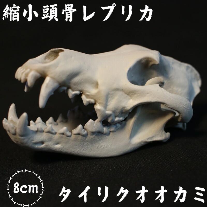 【ふるさと納税】[8cm] 【タイリクオオカミ】 縮小頭骨レプリカ　 / 　レプリカ 標本 コレクション プラモデル 動物標本 頭骨レプリカ 狼 オオカミ フィギュア インテリア 模型 動物 博物館 骨格 ミニチュア 3Dプリント キーホルダー