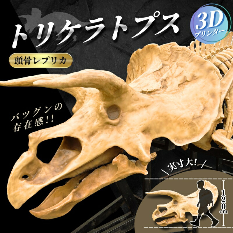 【ふるさと納税】【トリケラトプス】 原寸大 頭骨レプリカ / レプリカ 標本 コレクション プラモデル 実物大 恐竜 骨格レプリカ フィギュア インテリア 展示 模型 博物館 骨格 頭蓋骨 オブジェ 3Dプリント