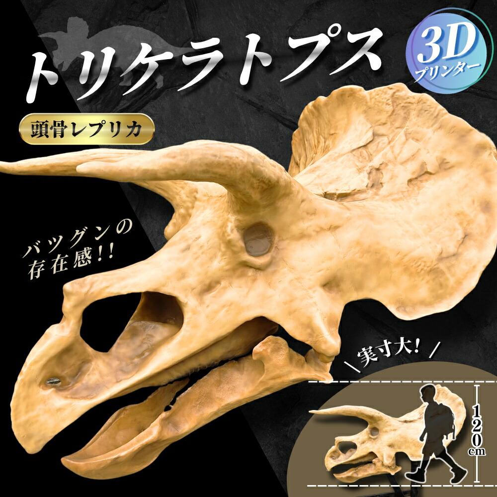 楽天市場】【ふるさと納税】[8cm] 【タイリクオオカミ】 縮小頭骨