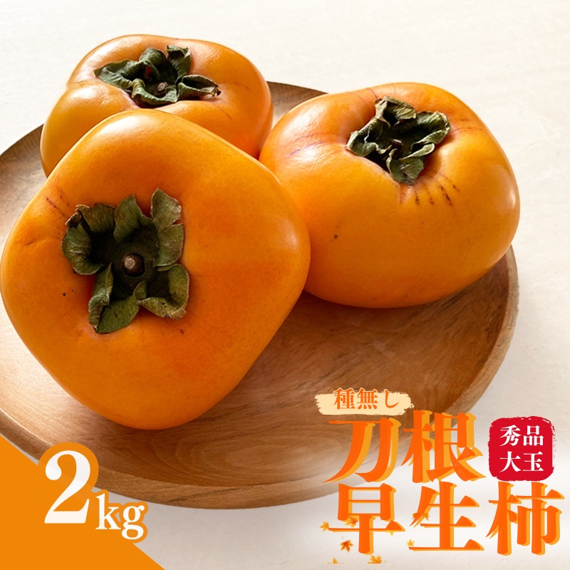 【ふるさと納税】【先行予約】種無し柿 刀根早生柿 秀品大玉 約2kg（6個） 2025年9月下旬～10月下旬頃に順次発送予定（お届け日指定不可）/ 柿 かき 種無し 秀品 大玉 フルーツ 果物 くだもの