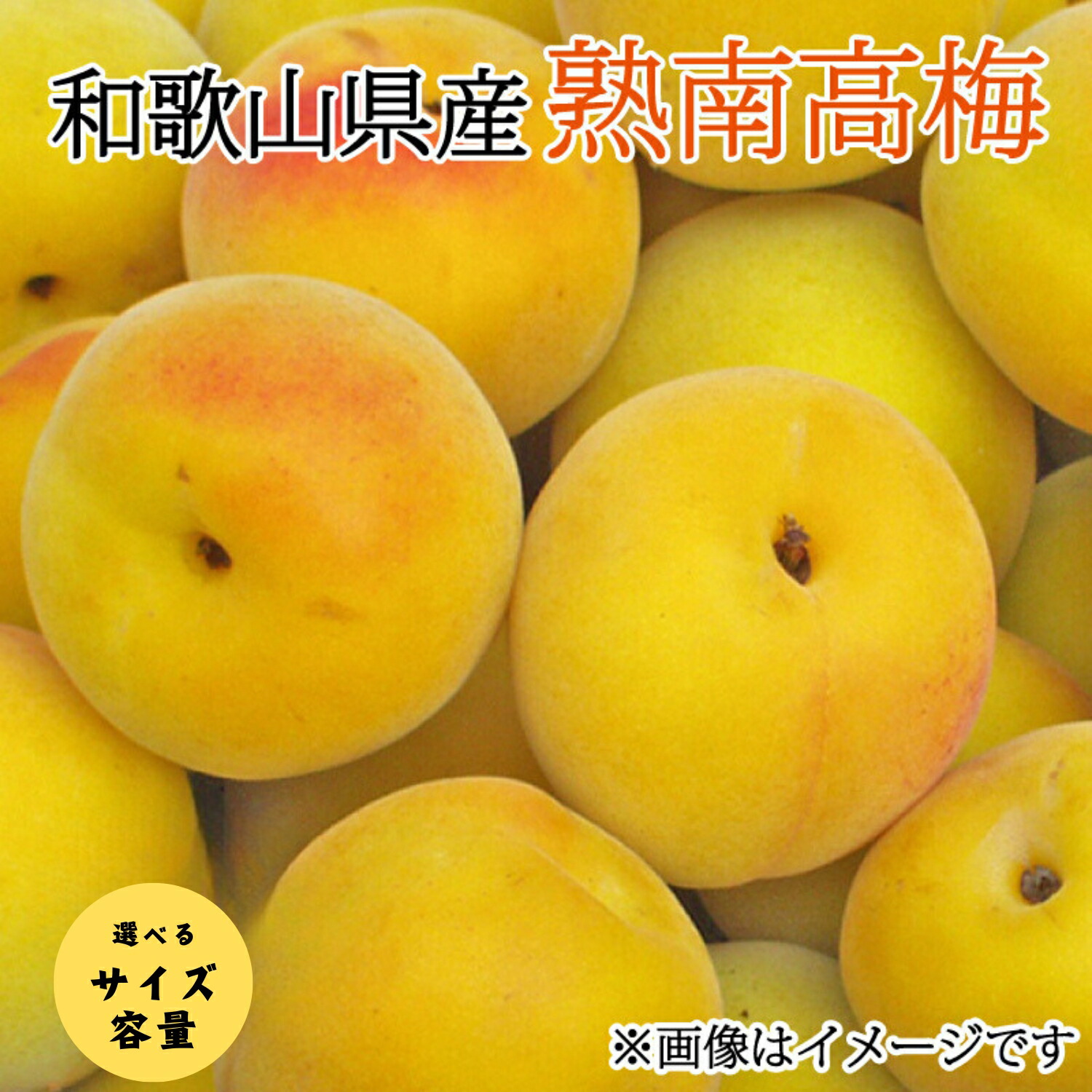 【ふるさと納税】【梅干・梅酒用】【選べる容量】【選べるサイズ】熟南高梅＜2025年6月上旬～7月上旬ごろに順次発送予定＞(お届け日指定不可)  / フルーツ 果物 くだもの 食品 人気 おすすめ 送料無料 和歌山 うめ 梅 完熟梅 梅干し 梅酒 ウメ