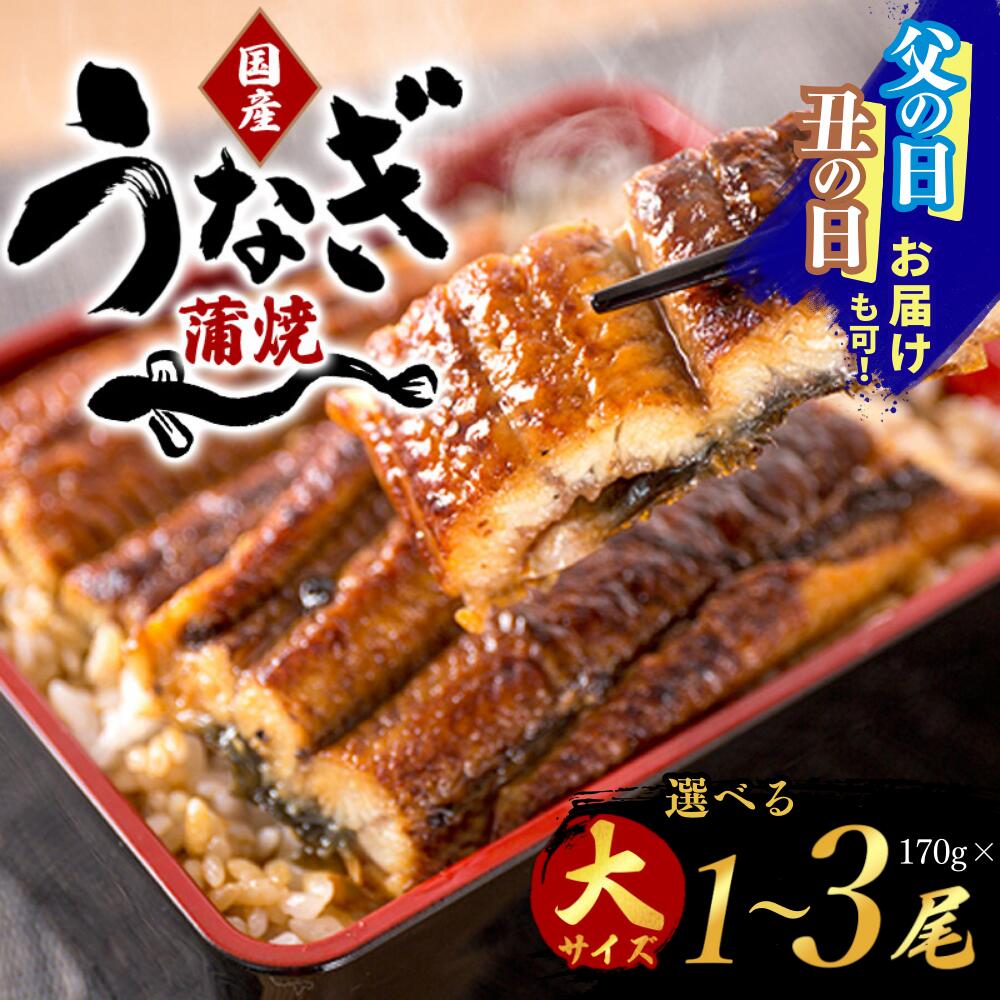 【ふるさと納税】＜発送時期が選べる＞【大型サイズ】ふっくら柔らか 国産うなぎ蒲焼き＜選べる本数＞【1尾・2尾・3尾】化粧箱入り　/  ウナギ 鰻 うなぎ蒲焼 国産  土用の丑 プレゼント ギフト 贈り物 贈答 ご家庭にも