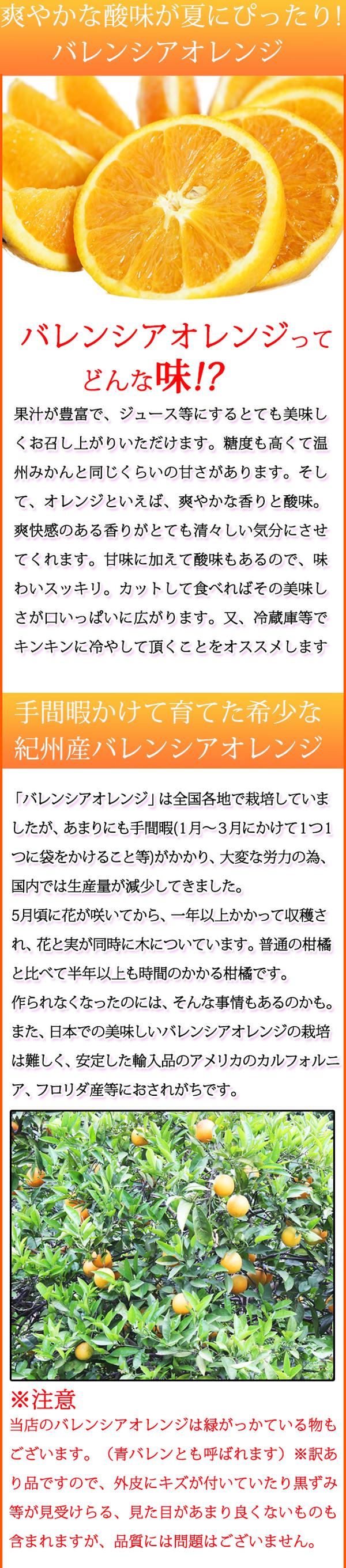 ご家庭用訳あり 和歌山産 有田産 柑橘王国和歌山から夏の旬の果実をお届け 夏にピッタリの爽やかな香りとジューシー感がたまらない逸品 国産 和歌山産 フルーツ 希少な国産バレンシアオレンジ ７ｋｇ ふるさと納税 有田産 果物 22年6月下旬頃 7月上旬頃に