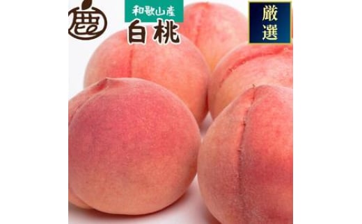 【ふるさと納税】和歌山の厳選 白桃 約1.5kg 化粧箱入り【7月上旬～7月下旬頃 順次発送】 白鳳 清水白桃 川中島【IKE6】 | もも フルーツ 果物 くだもの 食品 人気 おすすめ 送料無料