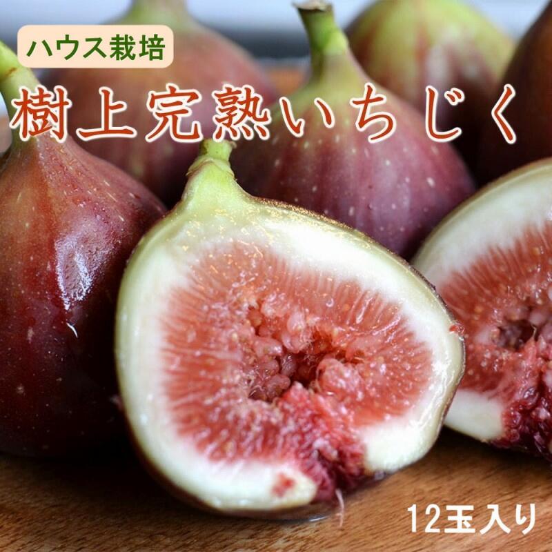 【ふるさと納税】 【先行予約】【ハウス栽培】和歌山県産樹上完熟いちじく12玉入り【2025年8月上旬～2025年10月上旬頃に発送予定（お届け日指定不可）】