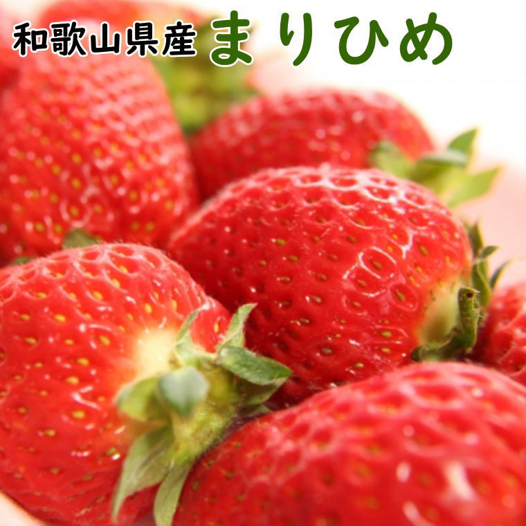 【ふるさと納税】和歌山県産ブランドいちご「まりひめ」約300g×2パック入り★2026年1月中旬～2026年2月下旬頃発送（お届け日指定不可）【TM90】 | 苺 いちご あまい フルーツ 果物 くだもの 食品 人気 おすすめ 送料無料