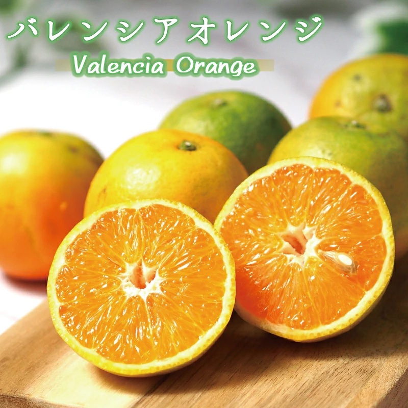 【ふるさと納税】 【訳あり ご家庭用】希少な国産バレンシアオレンジ 約7kg 【2025年6月下旬頃～7月中旬ごろ順次発送予定】【先行予約】 | フルーツ 果物 くだもの 食品 人気 おすすめ 送料無料 産地直送