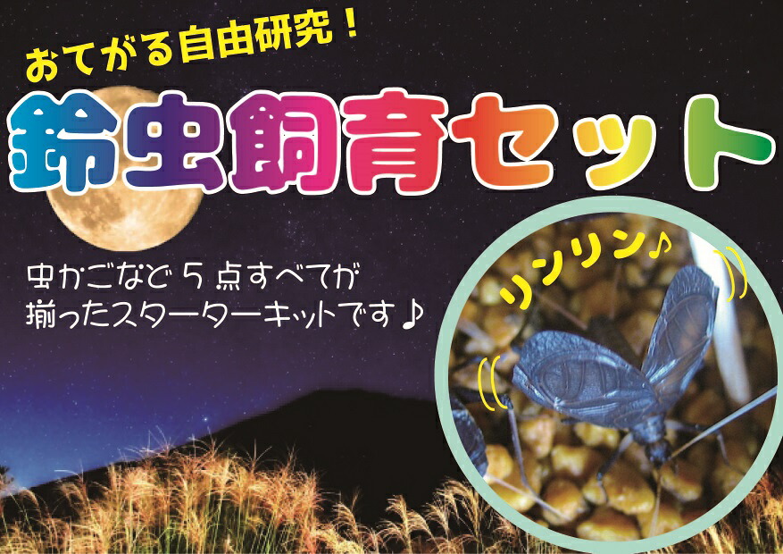 【ふるさと納税】【自由研究に！！】秋の風物詩☆スズムシ飼育セット【2025年6月下旬～ 2025年7月中旬】