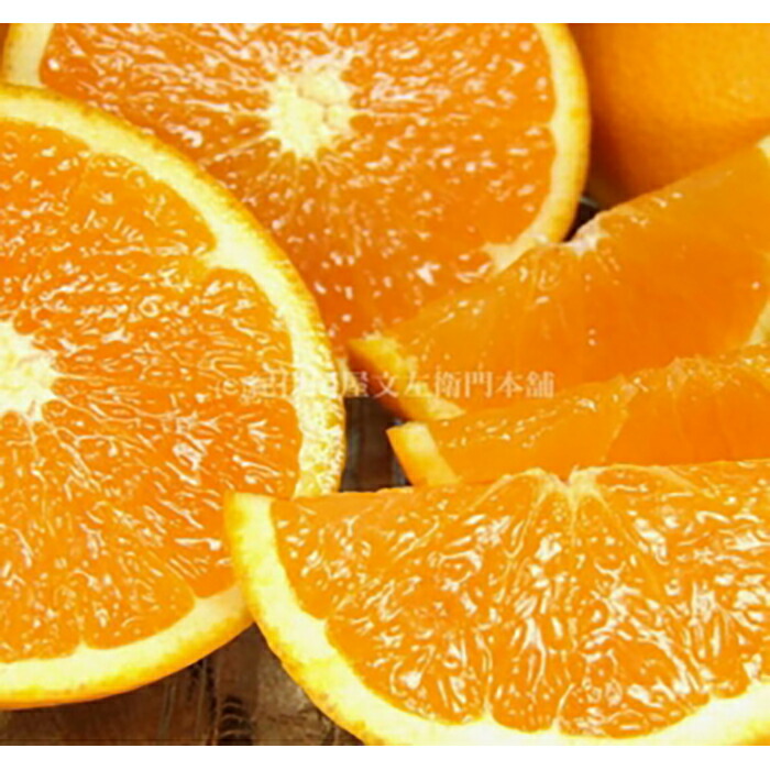 ふるさと納税 田村創造清見橙色 近くに4 5kg 湯浅里田村産プランタンみかん 紀伊国屋文左衛門本舗 22年令3月明下旬 出す 和歌山県 和歌山 九度山町 楽観論ふるさと 納税 報じる沽券 補佐品 オレンジ みかん 紅ミカン マンダリンオレンジ お取り寄せ ご当地 フルーツ