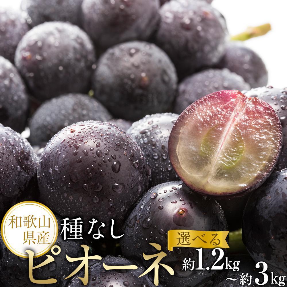 【ふるさと納税】【新鮮・産直】和歌山かつらぎ町産たねなしピオーネ約1.2kg／約2kg／約3kg ★2026年8月中旬頃より順次発送 | 和歌山県 和歌山 九度山町 返礼品 お取り寄せグルメ お取り寄せ 取り寄せ グルメ フルーツ 果物 くだもの 特産品 名産品 ピオーネ ぶどう 種なし