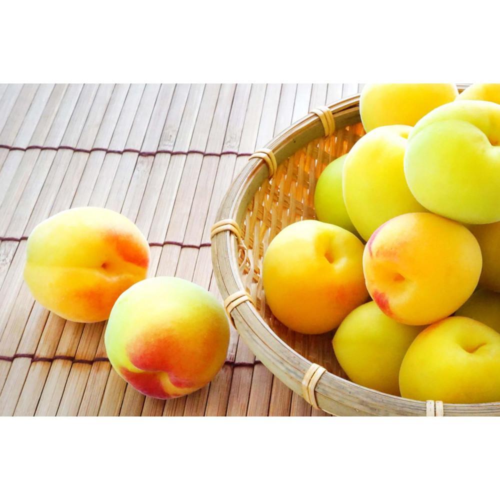 【ふるさと納税】【梅干・梅酒用】大玉4Lサイズ約10kg熟南高 生梅 赤秀品＜2025年6月上旬～7月7日発送予定＞【ART02】 | フルーツ 果物 くだもの 食品 人気 おすすめ 送料無料