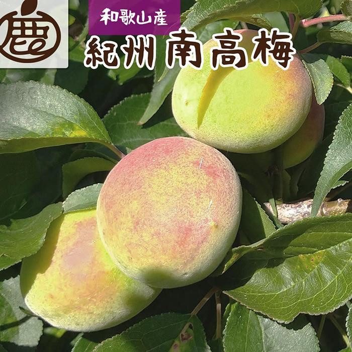 【ふるさと納税】【選べる容量】厳選 紀州南高梅(青梅) 1～5kg+250g（傷み補償分）【梅干し・梅酒・梅ジュース】［IKE77］ | 九度山町 青梅 南高梅 梅干し用 梅酒用 梅ジュース用 和歌山産 人気 おすすめ フルーツ 加工用 お取り寄せ 送料無料 ふるさと納税