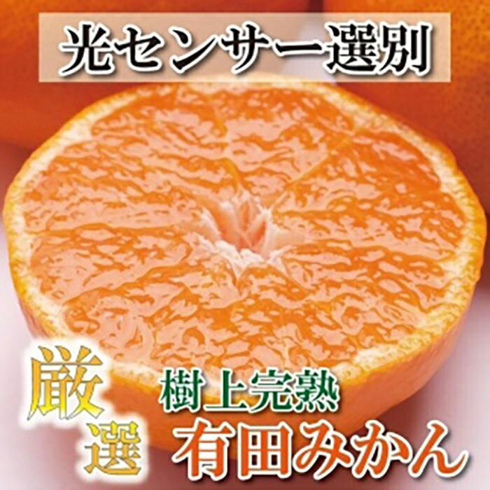 限定版 傷み補償分 完熟有田みかん6.5kg 11月より発送 厳選 195g フルーツ・果物