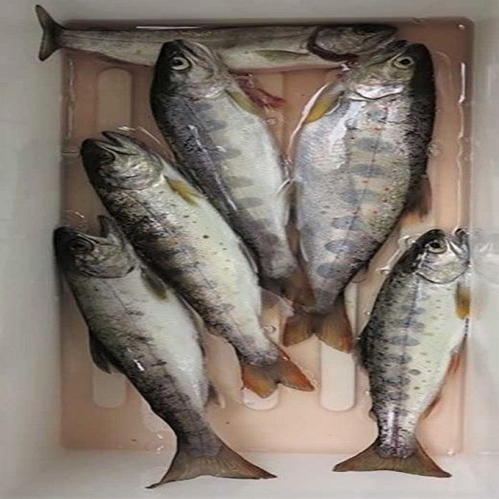 美しい アマゴ釣り遊漁承認証 年券1枚 和歌山県 和歌山 九度山町 ふるさと 納税 楽天ふるさと 支援 支援品 返礼品 お礼の品 九度山 和歌山県九度山町 チケット 券 釣り つり 体験 アウトドア レジャー アクティビティ フィッシング 和歌山県九度山町 珍しい 美しい アマゴ釣り遊漁承認証 年券1枚 和歌山県 和歌山 九度山町 ふるさと 納税 楽天ふるさと 支援 支援品 返礼品 お礼の品 九度山 和歌山県九度山町 チケット 券 釣り つり 体験 アウトドア レジャー アクティビティ フィッシング 和歌山県九度山町 珍しい