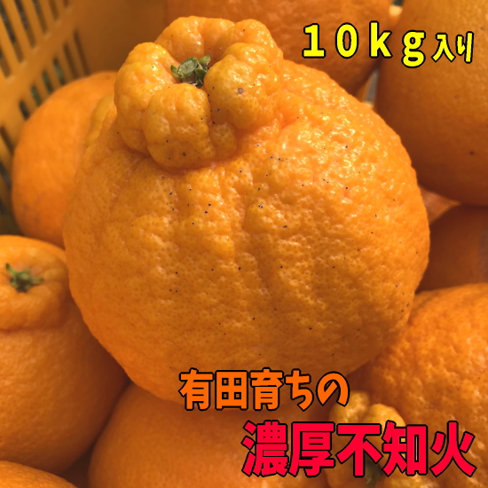 濃厚な甘味の不知火 通称デコポン は柑橘類の中でも1 2を争う高糖度系柑橘 大人気のみかんです ふるさと納税 みかん 有田育ちの濃厚不知火 通称デコポン ご家庭用 約10kg 22年1月下旬頃より順次発送 和歌山県湯浅町