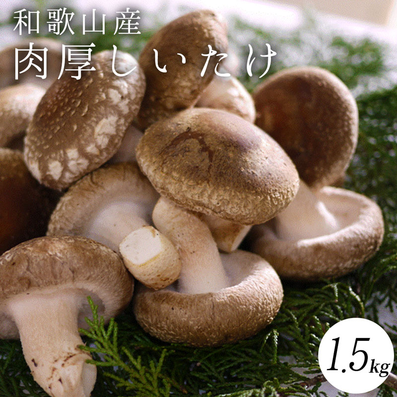 【ふるさと納税】最高級 肉厚椎茸 清流椎茸 1.5kg【しいたけ シイタケ 椎茸 生椎茸 国産 和歌山産】｜和歌山県湯浅町