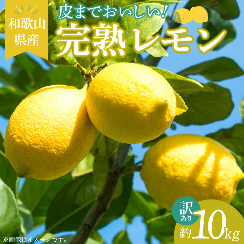 【ふるさと納税】【訳あり・ご家庭用】完熟 レモン 10kg 皮まで使用可能（栽培期間中農薬不使用）