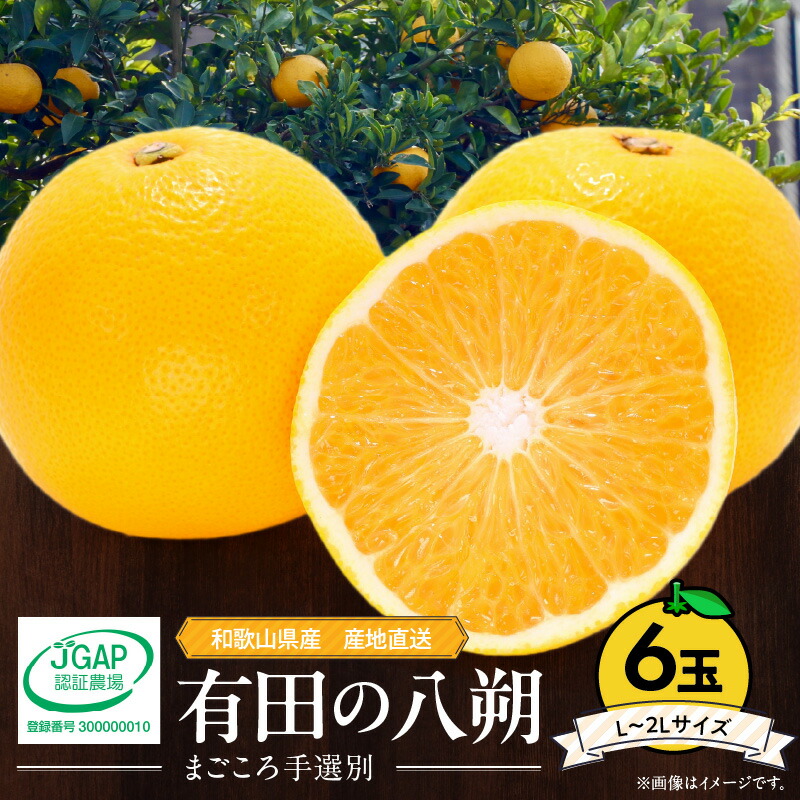 【ふるさと納税】【限定】【2026年先行予約】  和歌山県産 有田の 八朔 (はっさく) 6玉 L～2Lサイズ【まごころ手選別】【はっさく ハッサク 八朔 和歌山産】