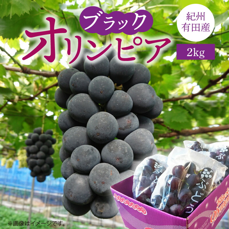 【ふるさと納税】【2025年 先行予約】 紀州有田産 ブラックオリンピア (ハチミツぶどう) 2kg 【ぶどう ブドウ 葡萄 グレープ フルーツ 国産】
