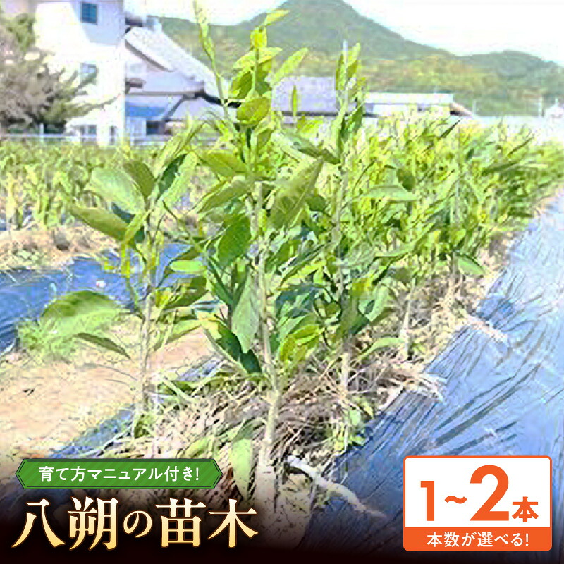 【ふるさと納税】はっさく 苗木 2年生 選べる 本数 1本 2本 柑橘苗木 庭植え 鉢植え 家庭果樹 果樹栽培 栽培 説明書付き 甘味 酸味 ほろ苦い フルーツ 果物 果実 果肉 柑橘 お取り寄せ 和歌山県 湯浅町 送料無料|和歌山県湯浅町