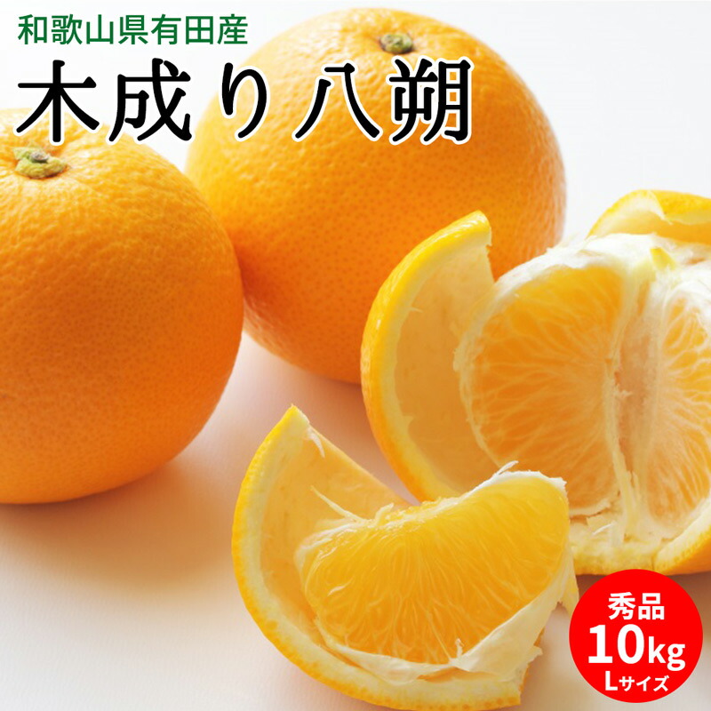 木成り八朔 秀品 約10kg Lサイズ 和歌山県有田産