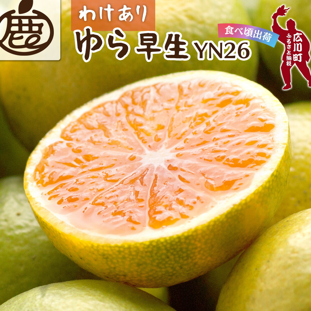 【ふるさと納税】 【先行予約】 家庭用 極早生 有田 みかん ※9月中旬～11月中旬ごろに順次発送 ※北海道・沖縄・離島への配送不可 / 由良早生 甘い 柑橘 果物 和歌山 //mandarin //goku