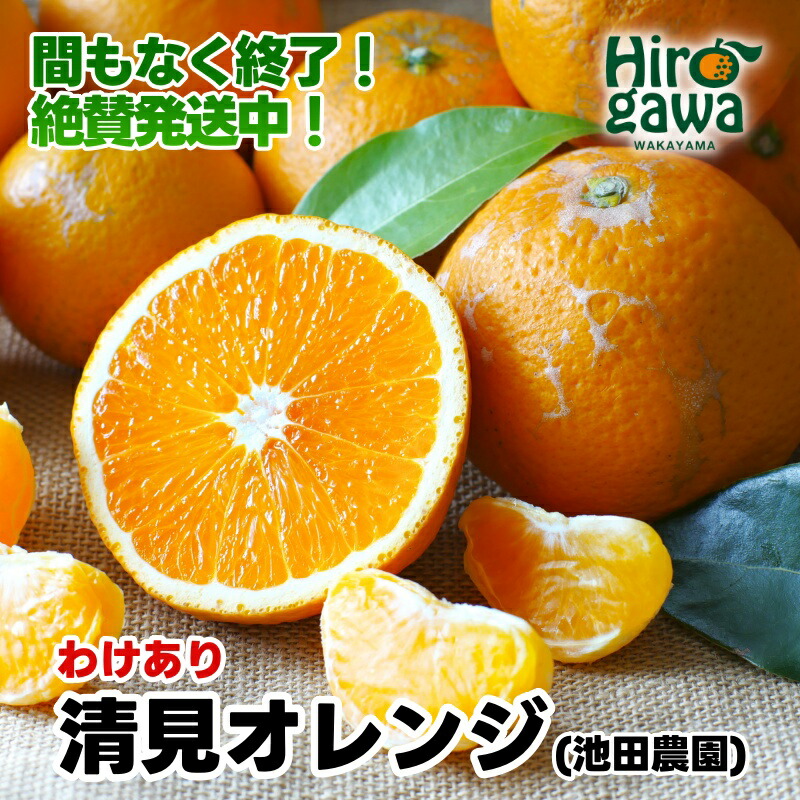 【ふるさと納税】 【即納】 清見 オレンジ 家庭用 光センサー / 訳あり 清見オレンジ 清見タンゴール きよみ 清美 甘い 和歌山 柑橘 6000円 10000円 ※2月上旬～5月下旬に順次発送 ※北海道・沖縄・離島への配送不可 //dekopon