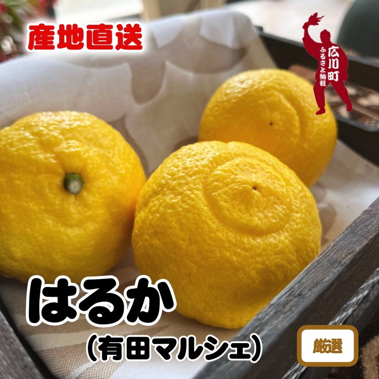 【ふるさと納税】 【先行予約】 【人気柑橘】 特選 はるか みかん ※2026年1月上旬～2026年2月下旬に順次発送 ※北海道・沖縄・その他離島地域は発送不可 / 蜜柑 柑橘 果物 フルーツ くだもの 果実 国産 和歌山 //dekopon