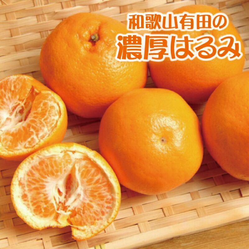 【ふるさと納税】【数量限定】【農家直送】濃厚はるみみかん ※2026年1月下旬～2026年2月中旬に順次発送 / みかん 柑橘 蜜柑 くだもの 果物 果実 フルーツ 和歌山 有田  //dekopon