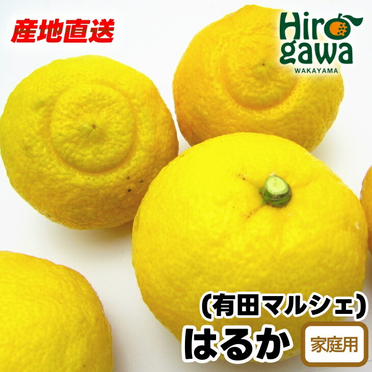 【ふるさと納税】【先行予約】 【人気柑橘】 有田 育ちの はるか みかん（訳あり 家庭用） ※2026年1月下旬～2026年3月下旬に順次発送  ※北海道・沖縄・その他離島地域は発送不可 / 蜜柑 柑橘 果物 フルーツ くだもの 果実 国産 和歌山 //dekopon