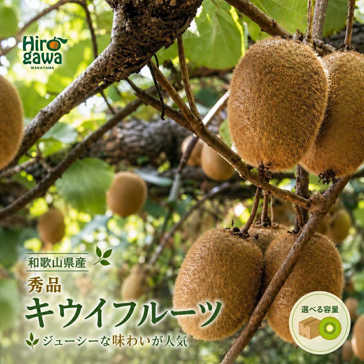 【ふるさと納税】 和歌山産 キウイフルーツ 秀品 1.2kg～3.6kg / フルーツ くだもの 果物 実 キウイ 和歌山 ※2027年1月下旬～2027年3月下旬に順次発送 ※北海道・沖縄・離島への配送不可 //hokaf｜和歌山県広川町 10,800円