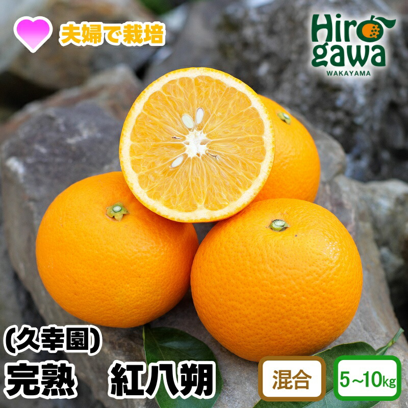 【ふるさと納税】 完熟 紅 八朔 5kg 7kg 10kg 10000円 13000円 17000円 久幸園 ※3月中旬～4月中旬頃に順次発送予定 / 紅八朔 はっさく 樹上完熟 完熟 木成り 柑橘 果物 くだもの フルーツ みかん 和歌山 有田 広川町  //hassaku