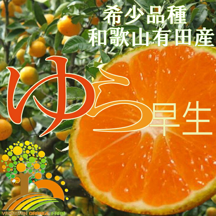 有田産清見オレンジ約10kg（サイズおまかせ・秀品）★2024年2月上旬頃より順次発送 和歌山県 九度山町 和歌山 ふるさと 納税 支援品 返礼品 お取り寄せグルメ 取り寄せ グルメ フルーツ 果物 くだもの 果実 清見オレンジ オレンジ 柑橘 柑橘類