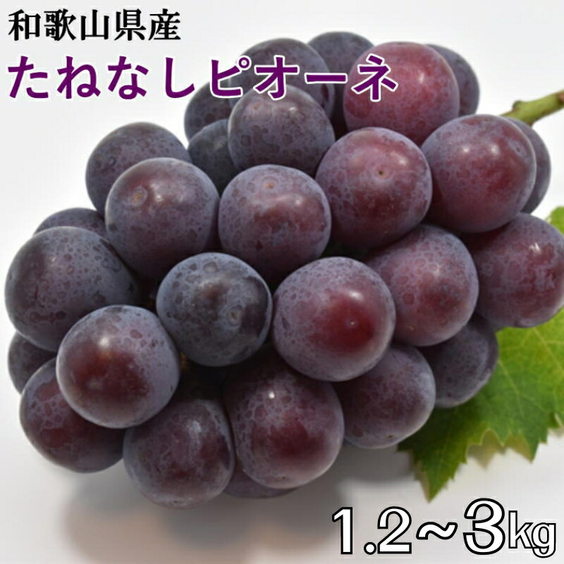 【ふるさと納税】 たねなしピオーネ  【厳選・産直】 和歌山県産 ※8月中旬～9月下旬頃に順次発送予定 ※北海道・沖縄・離島への配送不可 / ぶどう 葡萄 果物 くだもの フルーツ 果実 贈答 贈り物 お中元 お供え  //hokaf //best