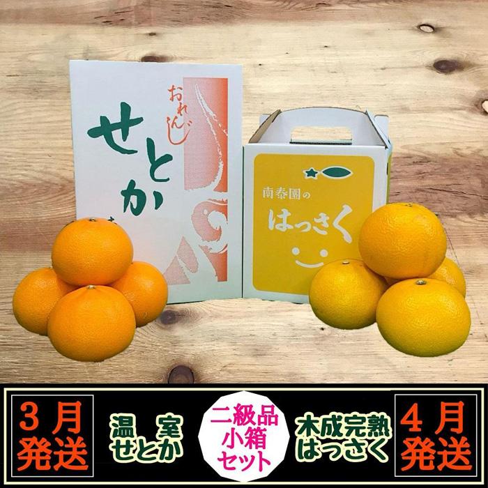【ふるさと納税】定期便 春に楽しむ ハウス せとか ＆ 木成 完熟 有田 はっさく 傷あり 二級品 小箱セット 全2回 南泰園｜和歌山県有田川町