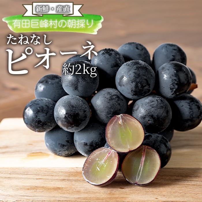 【ふるさと納税】［新鮮・産直］有田巨峰村の朝採りたねなしピオーネ　約2kg★2025年８月中旬頃より順次発送 | 4～5房 ぶどう 葡萄 種なし たねなし フルーツ 高評価 くだもの 果物 お取り寄せ 先行予約 産地直送 有田川町