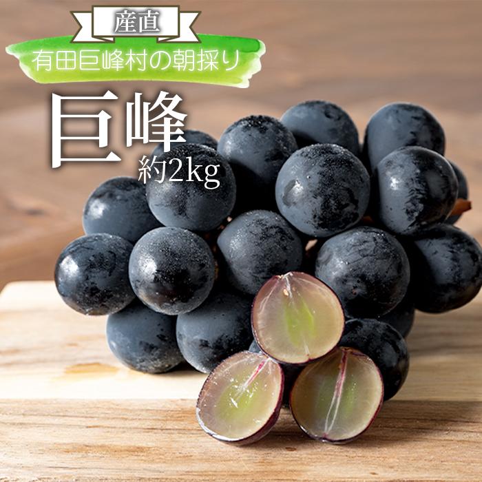 【ふるさと納税】[産直]有田巨峰村の朝採り巨峰　約2kg★2025年８月中旬頃より順次発送 | 先行予約 果物 くだもの フルーツ 葡萄 人気 美味しい おすすめ お取り寄せ グルメ 期間限定 数量限定 産直 産地直送