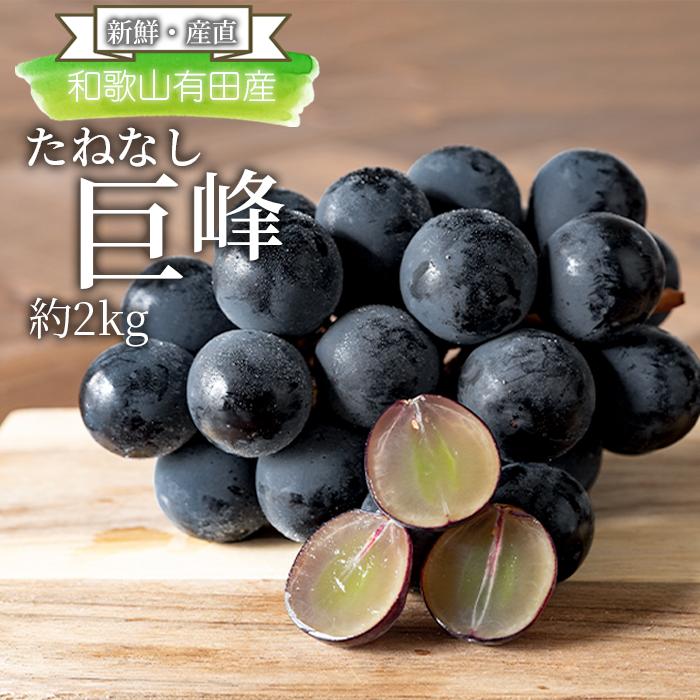 【ふるさと納税】[新鮮・産直]和歌山有田産のたねなし巨峰約2kg★2025年8月上旬頃より順次発送 | 先行予約 種なし 種無 果物 くだもの フルーツ 葡萄 人気 美味しい おすすめ お取り寄せ グルメ 期間限定 数量限定 産直 産地直送