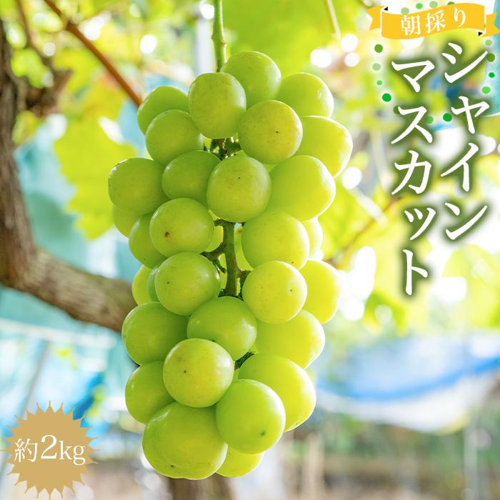 【ふるさと納税】朝採りシャインマスカット 約2kg 【2025年8月中旬以降順次発送】 | ぶどう ブドウ 葡萄 フルーツ 果物 くだもの ギフト そのまま食べられる　お取り寄せ　グルメ 皮のまま 送料無料 高級