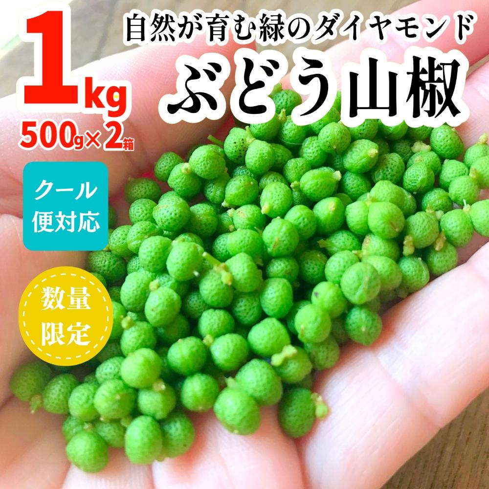 【ふるさと納税】［5月下旬出荷予定］ぶどう山椒 １kg（500g×2箱） 実山椒 生山椒 クール便対応 和歌山県産 | 山椒 さんしょう ぶどう山椒 和歌山県産 国産 調味料 香辛料 スパイス 食品 ふるさと納税 返礼品