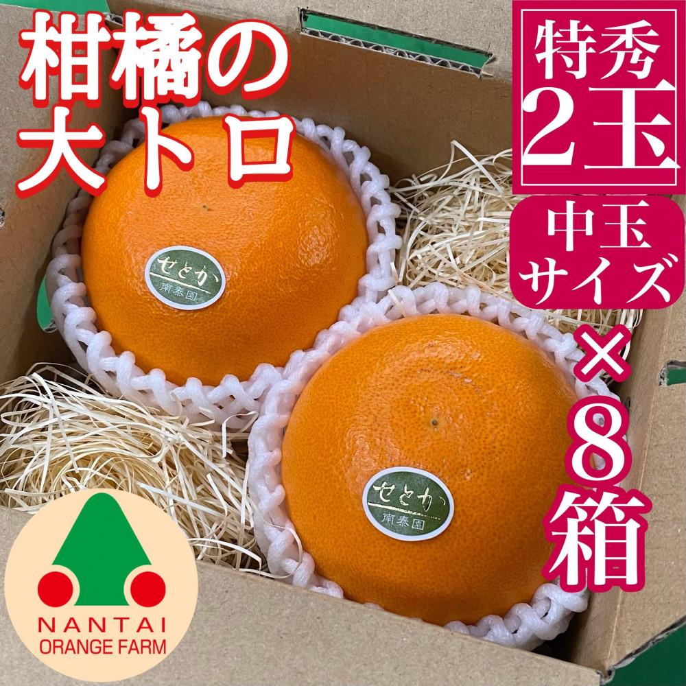 【ふるさと納税】お試し規格 柑橘の大トロ ハウス せとか 厳選 中玉 2玉入 手さげ箱 &times; 8箱 南泰園 和歌山 有田 | フルーツ 果物 くだもの 食品 人気 おすすめ 送料無料｜和歌山県有田川町